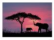 Silhouette Of Elephants And Tree by David Davis Limited Edition Pricing Art Print