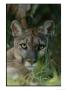 Florida Panther by Michael Nichols Limited Edition Print