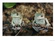 Captive Waxy Monkey Tree Frogs On A Small Branch by Roy Toft Limited Edition Print