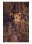 African Lion Cub, Panthera Leo by Robert Franz Limited Edition Print