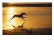 A Pet Dog Runs With A Frisbee On A Beach by Bill Curtsinger Limited Edition Pricing Art Print