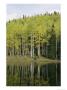 Autumn Colored Aspen Trees Cast Reflections In A Lake by Gordon Wiltsie Limited Edition Print