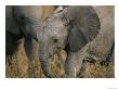 Two Juvenile African Elephants Play Together by Roy Toft Limited Edition Print