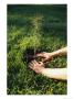 A Person Plants A Tree Seedling by Scott Sroka Limited Edition Print