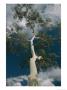 View Looking Up The Trunk Of A Ghost Gum Tree by Richard Nowitz Limited Edition Print
