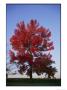 A Colorful Tree Catches The Last Light From The Setting Sun by Stephen St. John Limited Edition Print