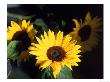 Sunflowers by Rick Kooker Limited Edition Pricing Art Print