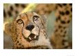 Cheetah, Cango Wildlife Ranch, Oudtshoorn, South Africa by Walter Bibikow Limited Edition Print