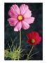 Mixed Cosmos Flowers by Russell Burden Limited Edition Print