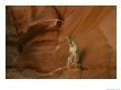 A Mountain Lion Pauses Atop A Rock by Norbert Rosing Limited Edition Print