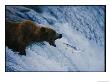 A Grizzly Bear Opens Wide For A Mouth Full Of Salmon At The Brooks Falls Fishing Grounds by Joel Sartore Limited Edition Print