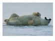 A Polar Bear (Ursus Maritimus) Yawns And Stretches On The Snow by Norbert Rosing Limited Edition Print