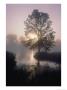 The Sun Shines Through Early-Morning Fog Onto Water Bordered By Trees And High Grass by Bates Littlehales Limited Edition Print