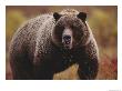 A Large Adult Grizzly Bear Faces The Camera by Joel Sartore Limited Edition Pricing Art Print