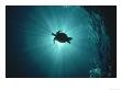 Silhouette Of Underwater Sea Turtle From Beneath by Erik Stein Limited Edition Print