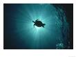 Silhouette Of Underwater Sea Turtle From Beneath by Erik Stein Limited Edition Pricing Art Print