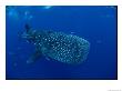 A Whale Shark by Brian J. Skerry Limited Edition Print