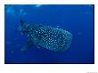 A Whale Shark by Brian J. Skerry Limited Edition Pricing Art Print