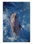 Dolphin Jumping Out Of Water by Rose Thompson Limited Edition Print