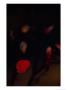 Close-Up View Of A Red Leaf Hanging On A Branch by Raymond Gehman Limited Edition Pricing Art Print