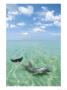 Dolphin, Phuket, Thailand by Jacob Halaska Limited Edition Print