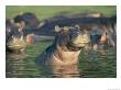 Hippopotamuses Disport Themselves In A Waterway by Beverly Joubert Limited Edition Print