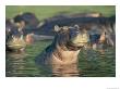 Hippopotamuses Disport Themselves In A Waterway by Beverly Joubert Limited Edition Pricing Art Print