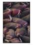 Walruses On The Beach by Joel Sartore Limited Edition Print