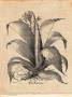 Besler Aloe Americana by Basilius Besler Limited Edition Print