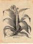 Besler Aloe Americana by Basilius Besler Limited Edition Pricing Art Print