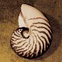 Nautilus by Caroline Kelly Limited Edition Pricing Art Print