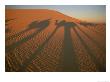 The Caravans Shadow Casts An Interesting Pattern On The Sahara Dunes by Peter Carsten Limited Edition Print