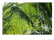 Detail Of A Palm Frond by Klaus Nigge Limited Edition Pricing Art Print