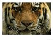 A Close View Of The Face Of Khuntami, A Male Siberian Tiger, In A Zoo by Joel Sartore Limited Edition Print