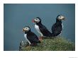 Trio Of Atlantic Puffins Perch On A Grass-Covered Cliff by Sisse Brimberg Limited Edition Print