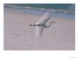 White Egret Taking Flight Over A Florida Beach by Stacy Gold Limited Edition Print
