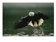 American Bald Eagle In Flight Over Water Hunting For Fish by Klaus Nigge Limited Edition Pricing Art Print