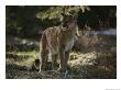 Mountain Lion Stands In A Shady Spot by Jim And Jamie Dutcher Limited Edition Print