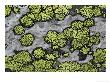 A Close View Of Lichens Growing On A Rock by Stephen Sharnoff Limited Edition Pricing Art Print