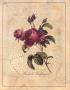 Rose Perfume by Jennifer Goldberger Limited Edition Pricing Art Print