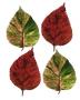 Four Leaves I by Tasmin Phoenix Limited Edition Print