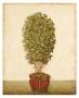 Ivy Topiary by Xavier Limited Edition Print