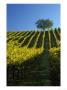 Fall Foliage In Vineyard, Sonoma, Ca by Inga Spence Limited Edition Print