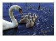 Mother Swan With Cygnets by Frank Siteman Limited Edition Print