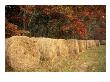 Close Up Of Hay Located In Cumberland Plateau, Tn by Jack Hoehn Jr. Limited Edition Print