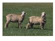 Sheep In A Field, Ut by David Carriere Limited Edition Print