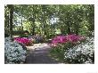 Azalea Way, Botanical Gardens, Bronx, Ny by Lauree Feldman Limited Edition Print