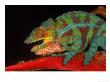 Panther Chameleon Lizard, Ambanja, Madagascar by Marian Bacon Limited Edition Print