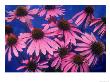 Gaillardia (Gaillardia Sp) by Bill Whelan Limited Edition Print