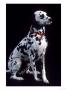 Dalmatian Dog by Jeffry Myers Limited Edition Print